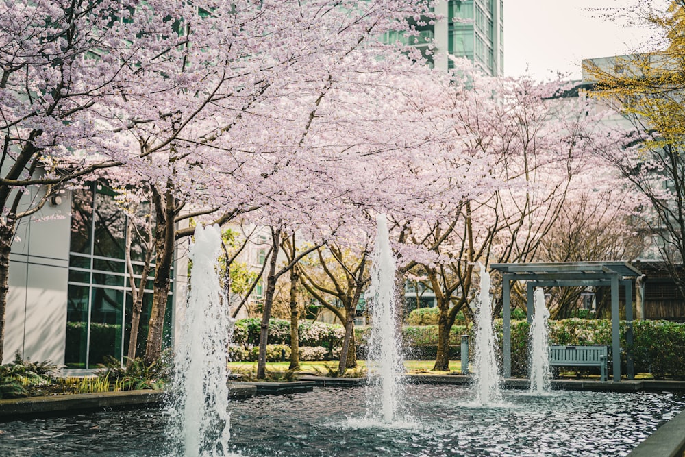 a water fountain surrounded by trees with pink flowers