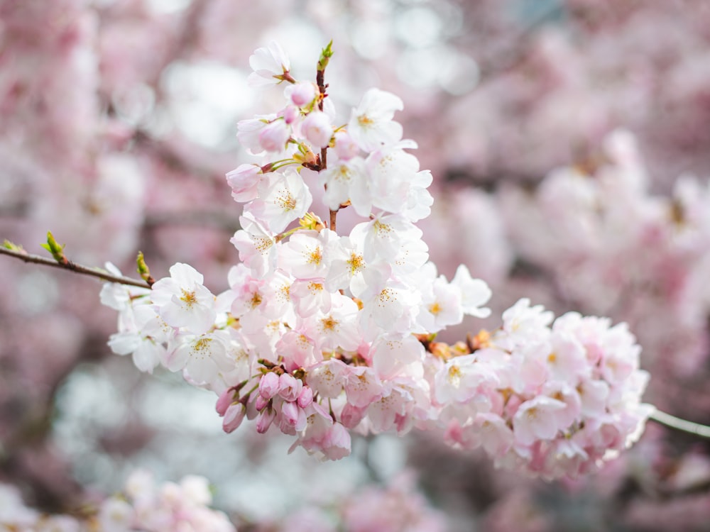 a close up of a bunch of flowers on a tree