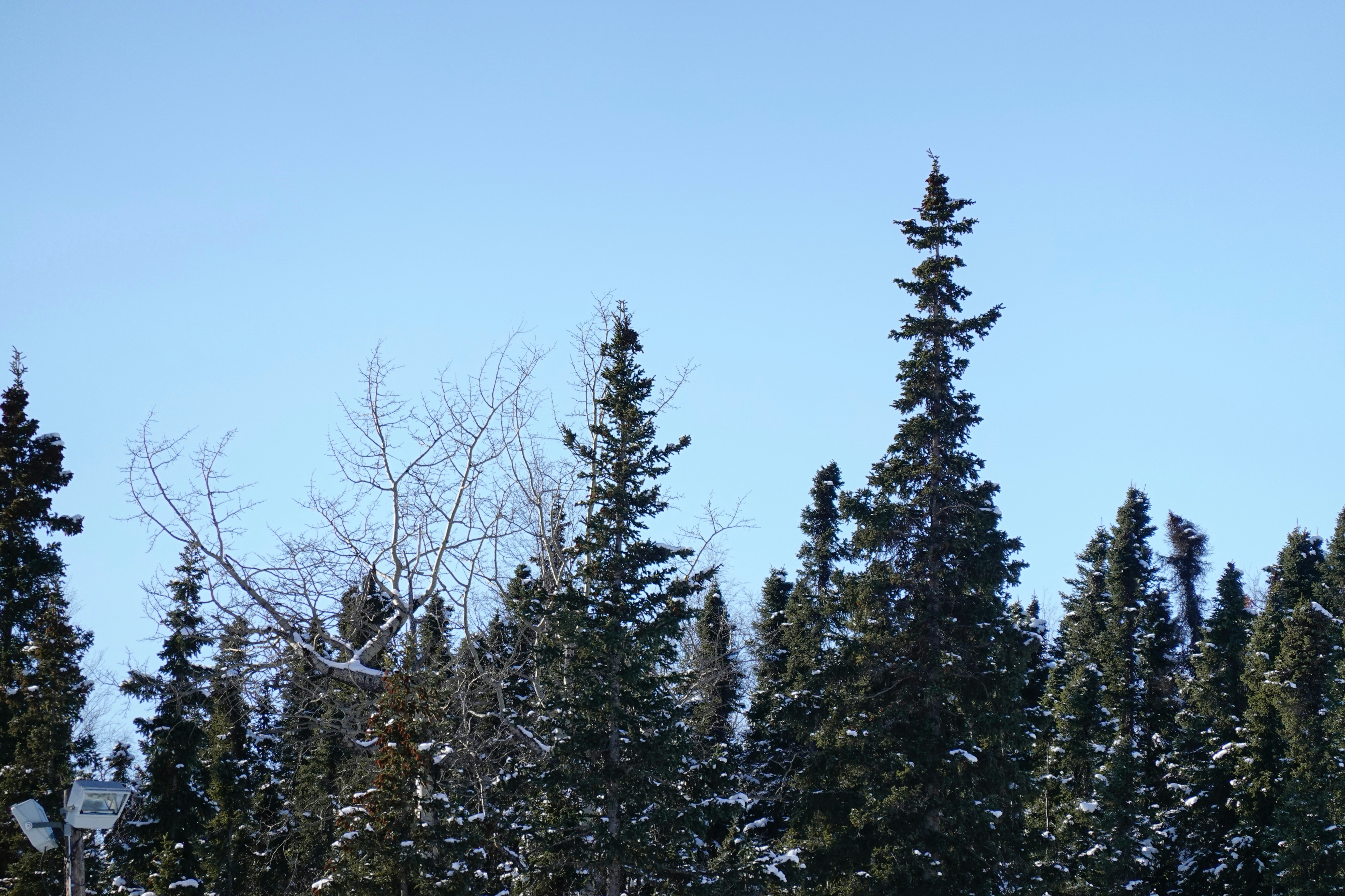 Simon Ammann rezygnuje z udziału w Turnieju Czterech Skoczni