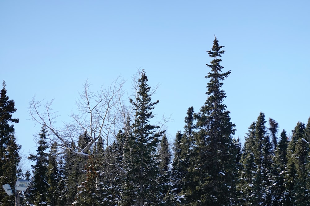 a group of trees covered in snow under a blue sky