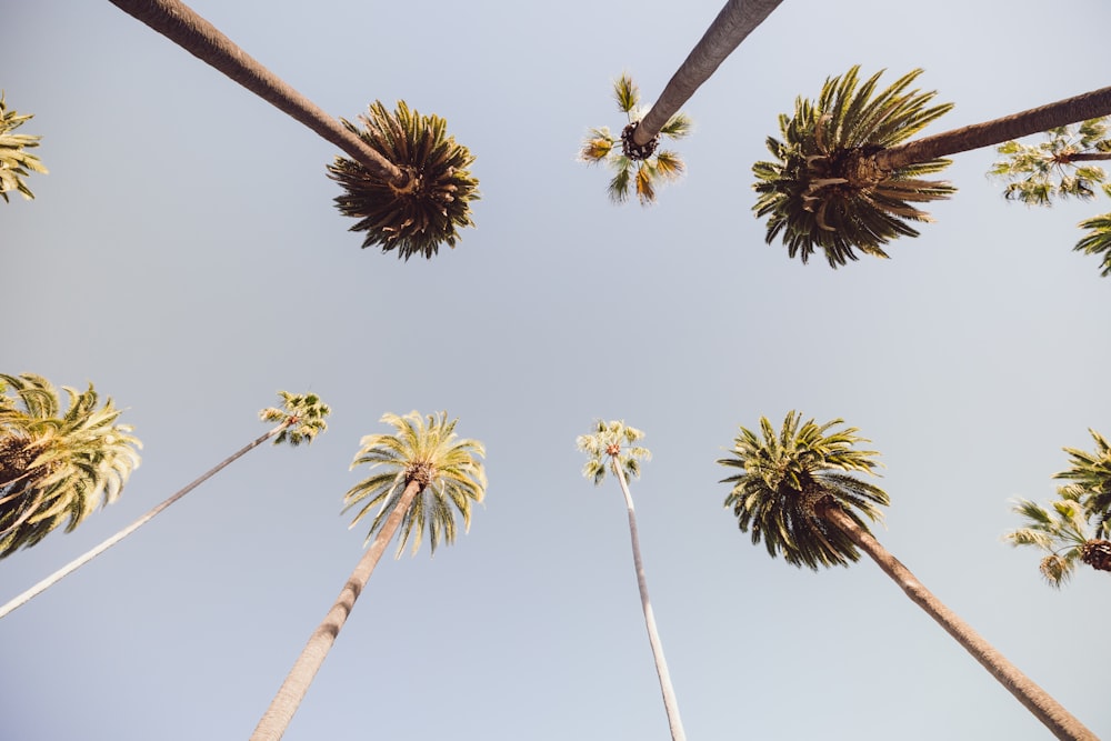 a group of palm trees reaching up into the sky