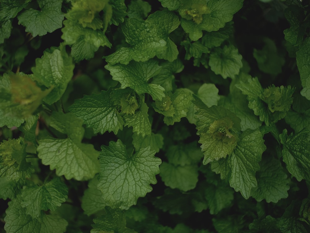 a close up of a bunch of green leaves