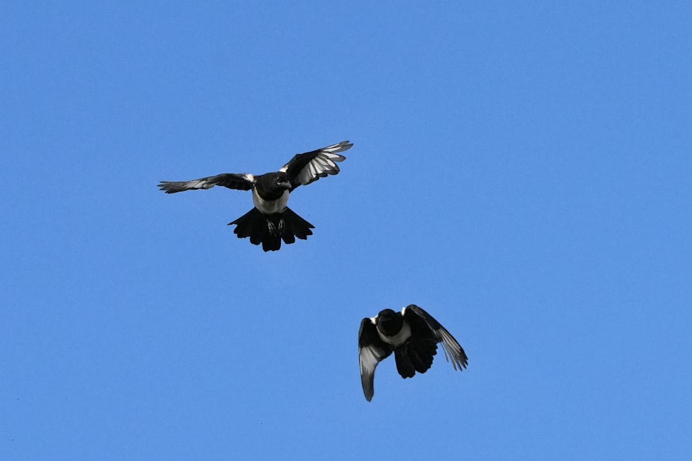 a couple of birds flying through a blue sky