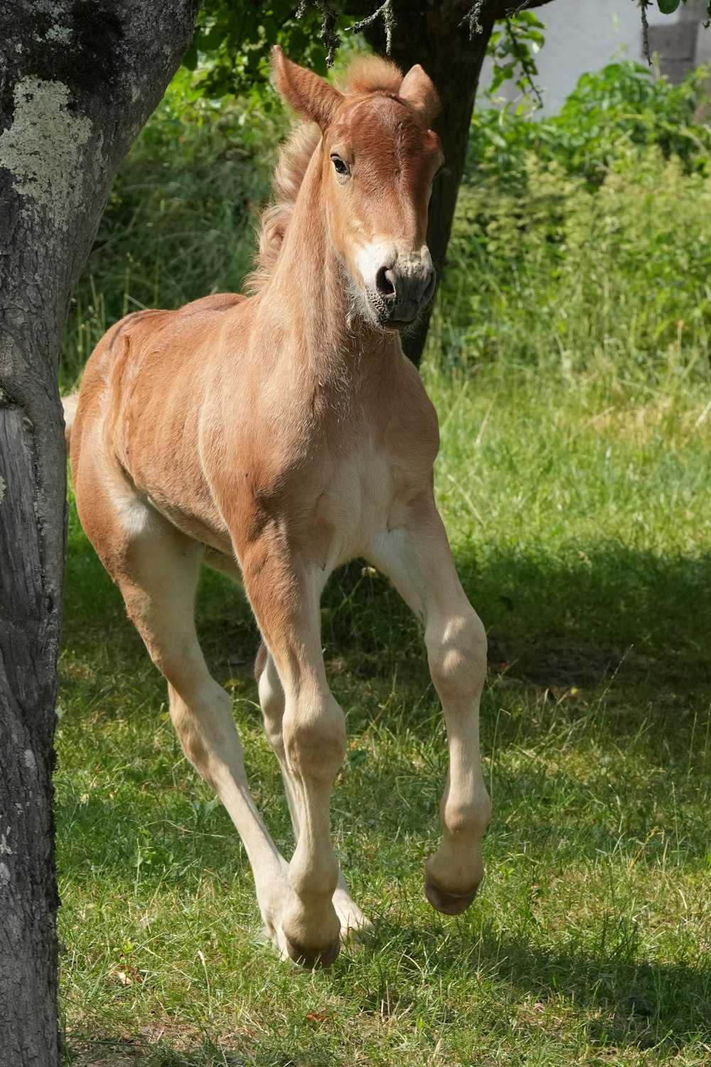 a small horse running through a field next to a tree