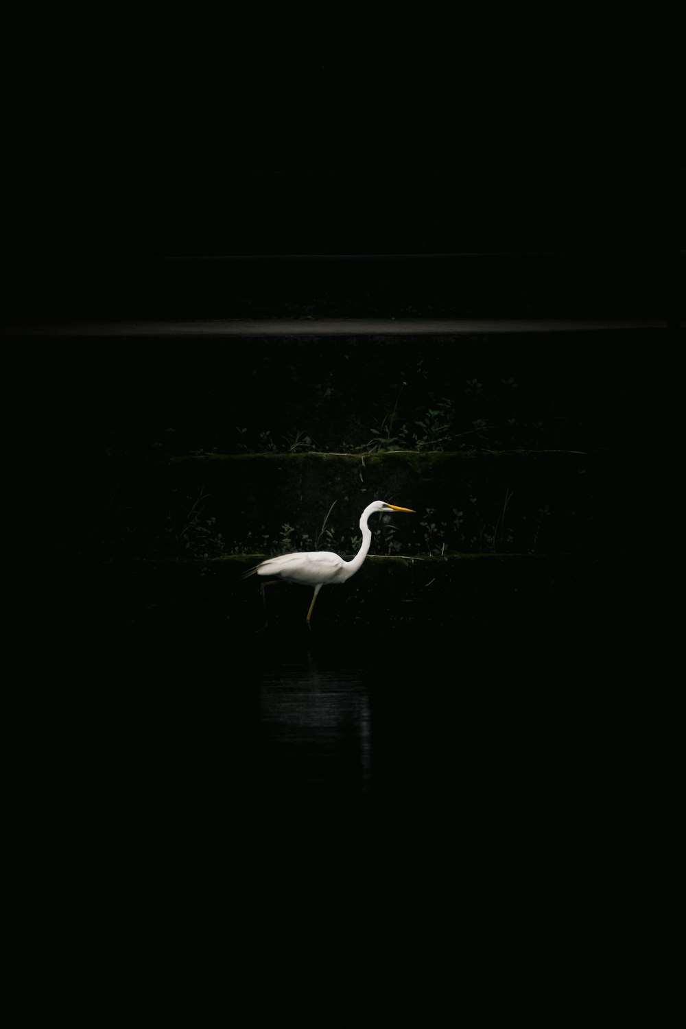 a white bird is standing in the dark water