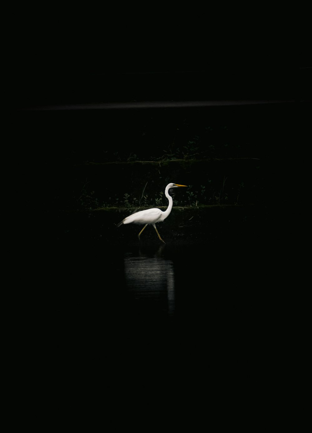 a white bird is standing in the dark water