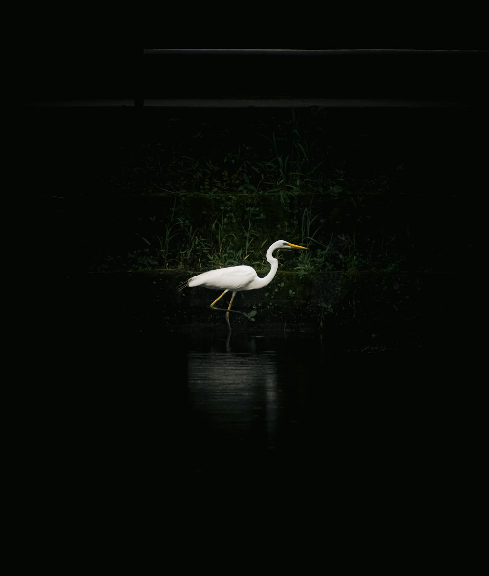 a white bird is standing in the water