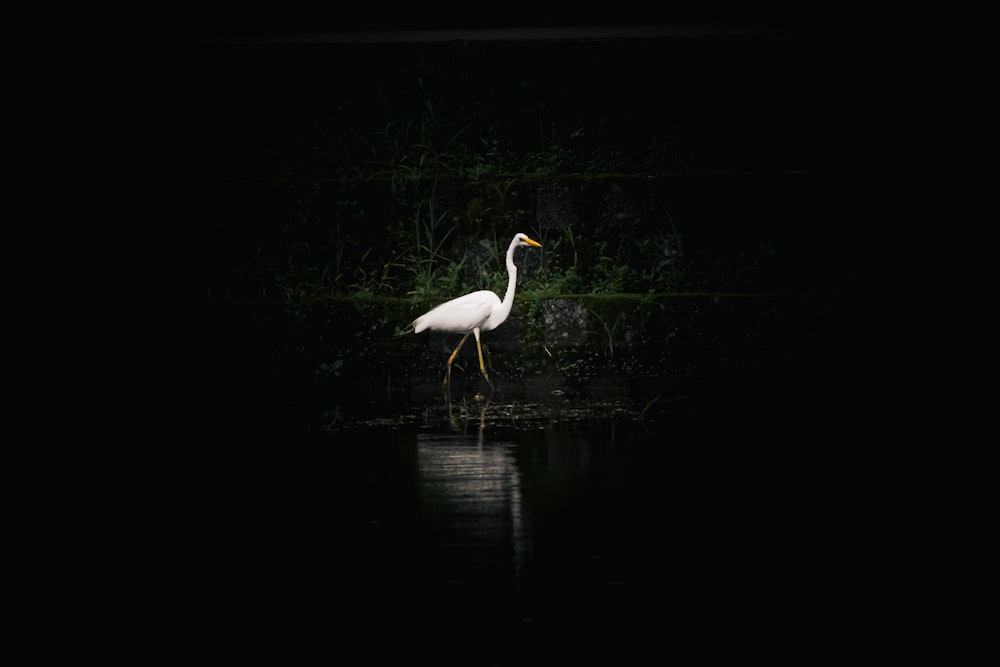 a white bird standing in the dark water