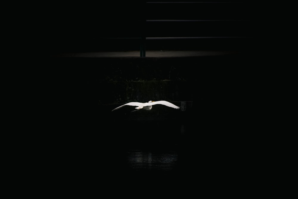 a white bird flying over a body of water