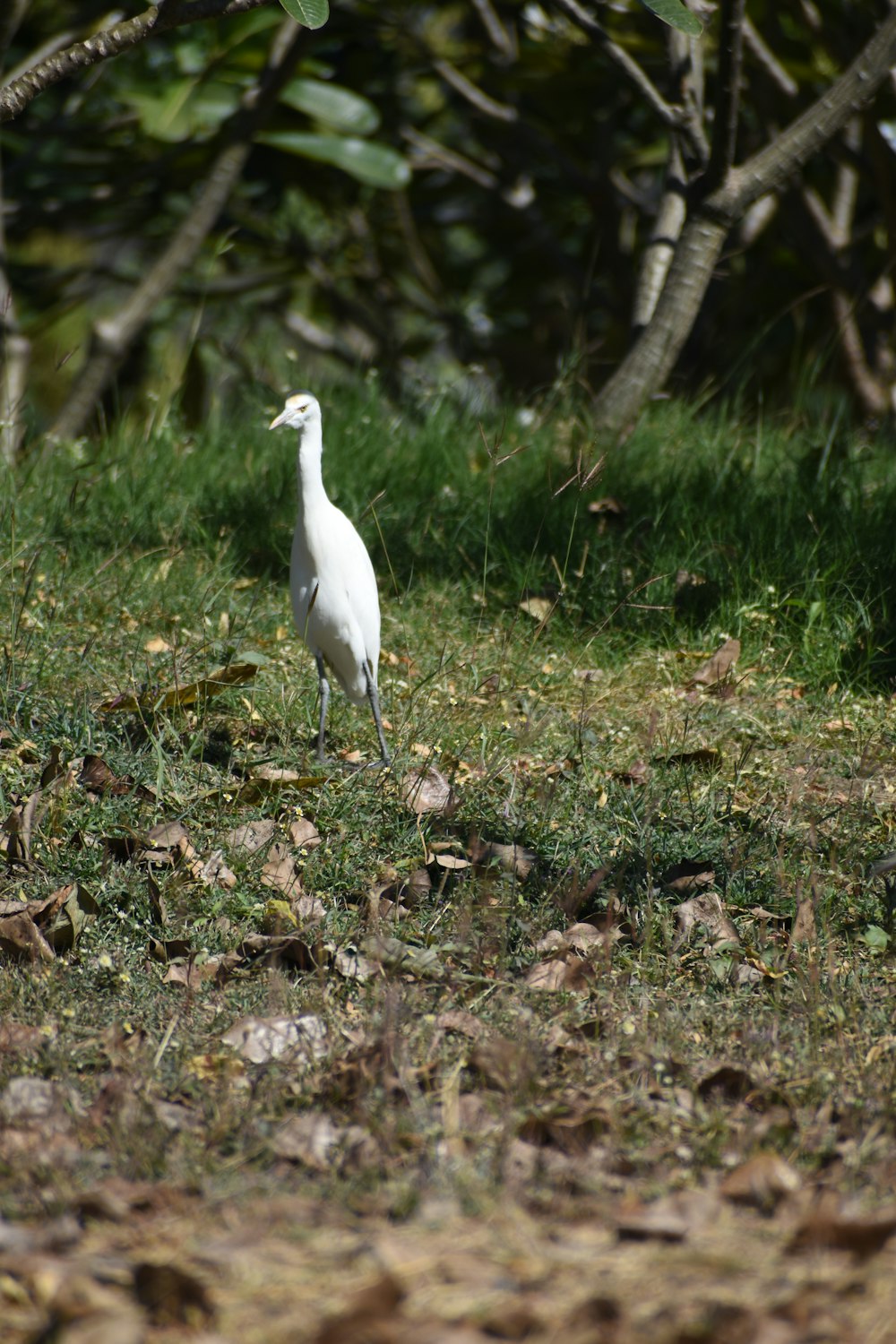 a white bird is standing in the grass