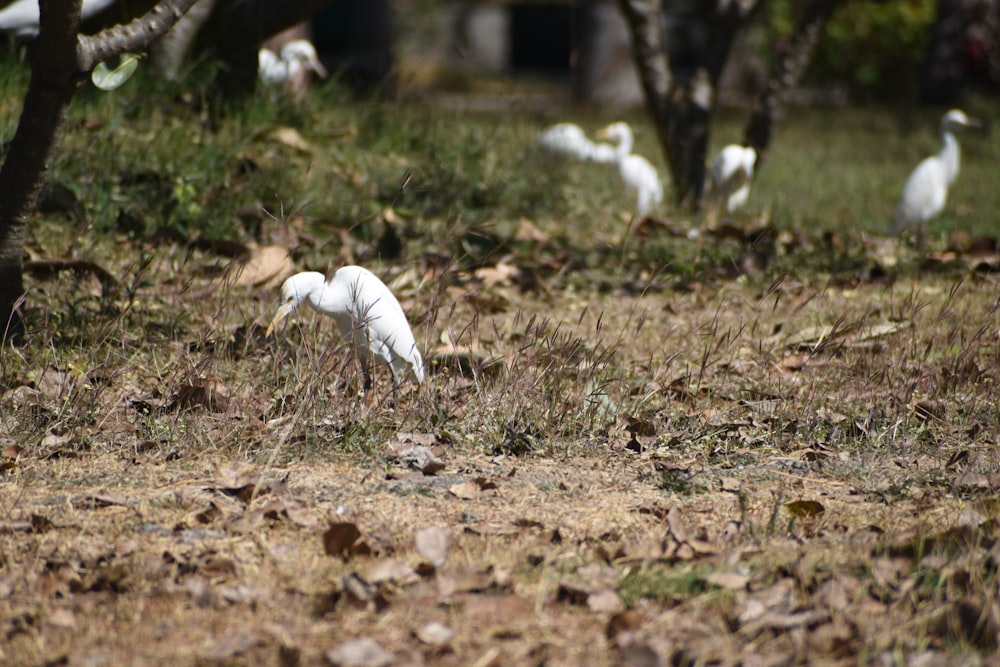 a group of white birds standing on top of a grass covered field