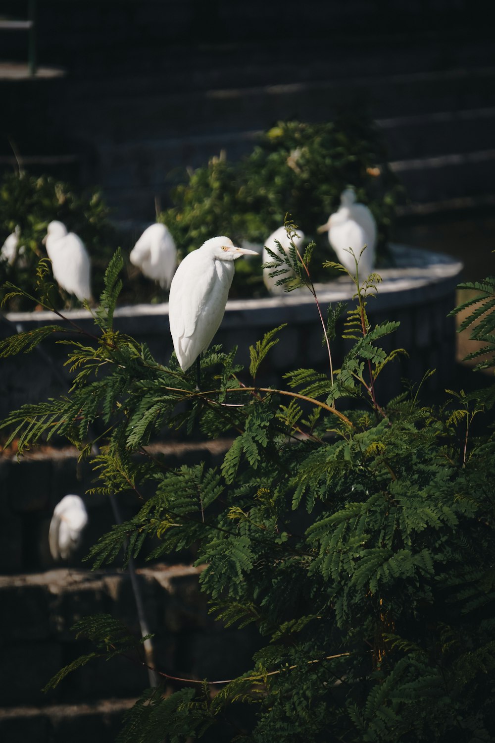 a flock of white birds sitting on top of a tree