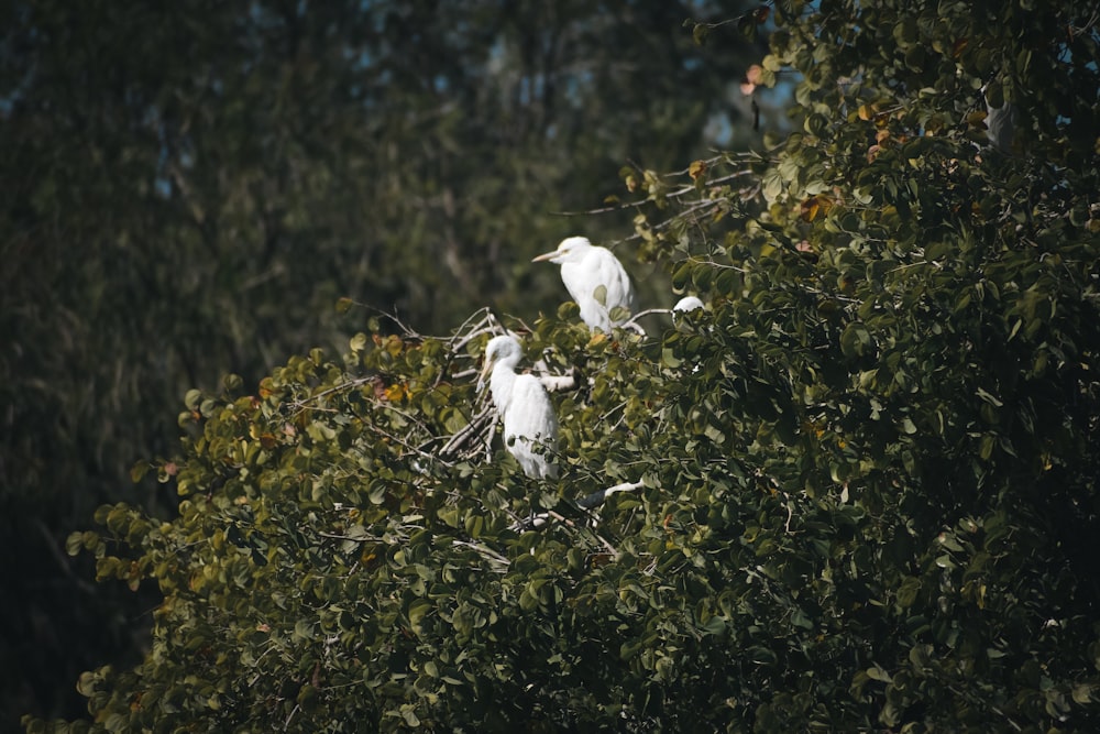 two white birds sitting on top of a tree