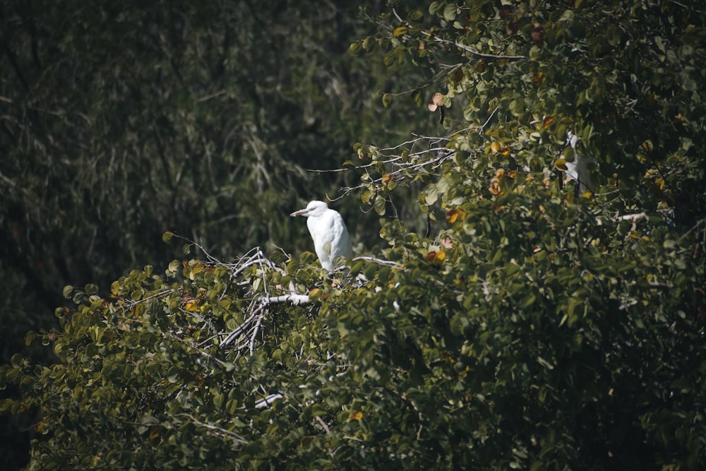 a white bird sitting on top of a tree