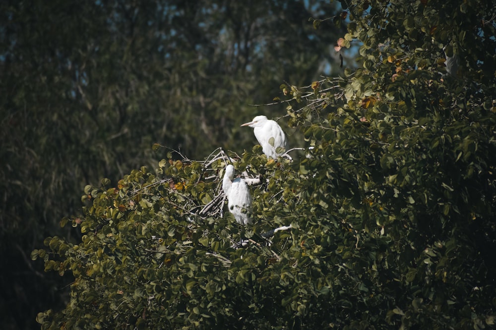 two white birds sitting on top of a tree