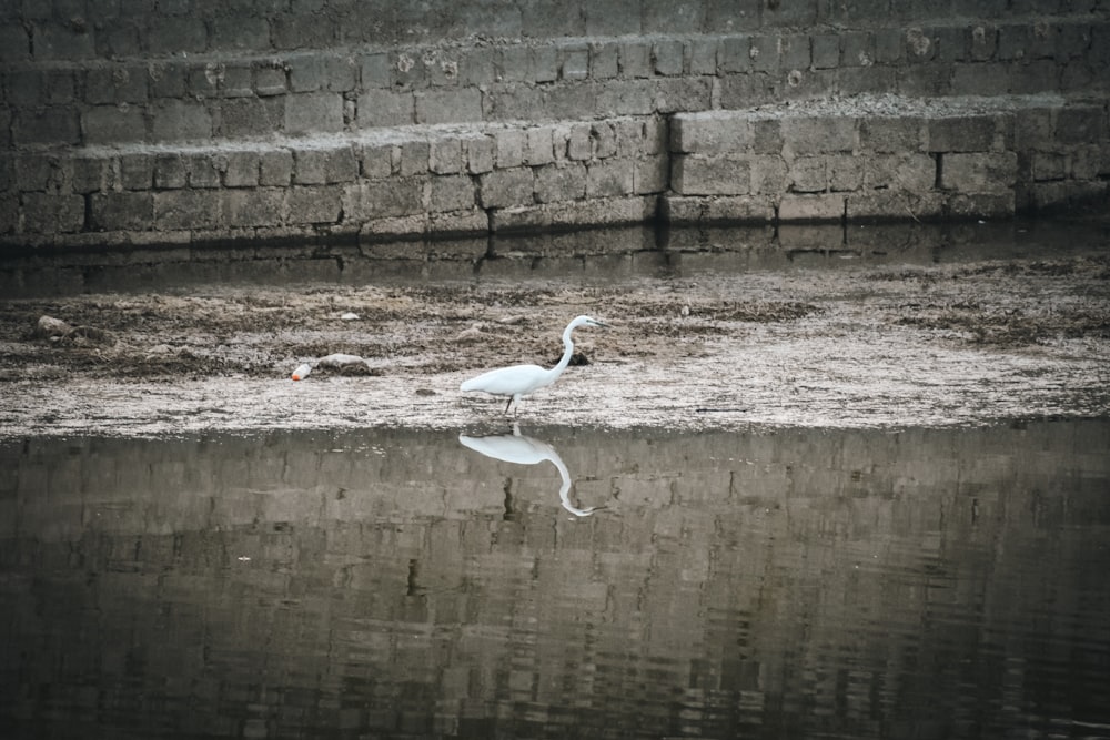 a white bird standing on top of a body of water