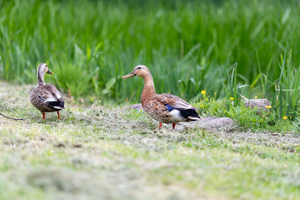 a couple of ducks standing on top of a grass covered field