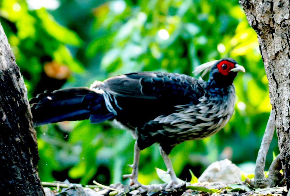 a bird standing on the ground next to a tree