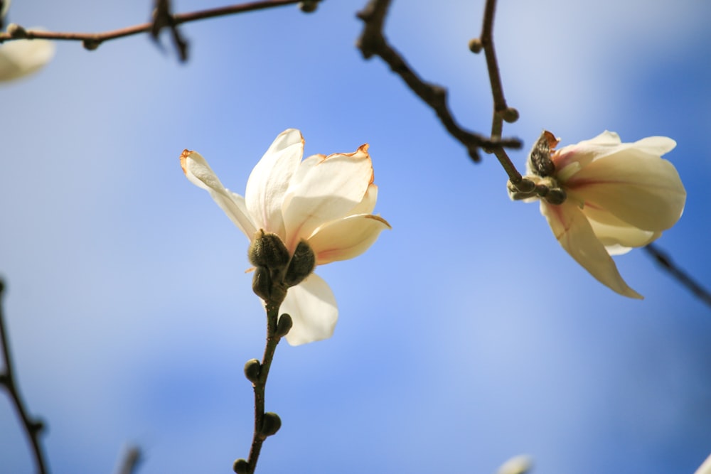 a couple of flowers that are on a tree