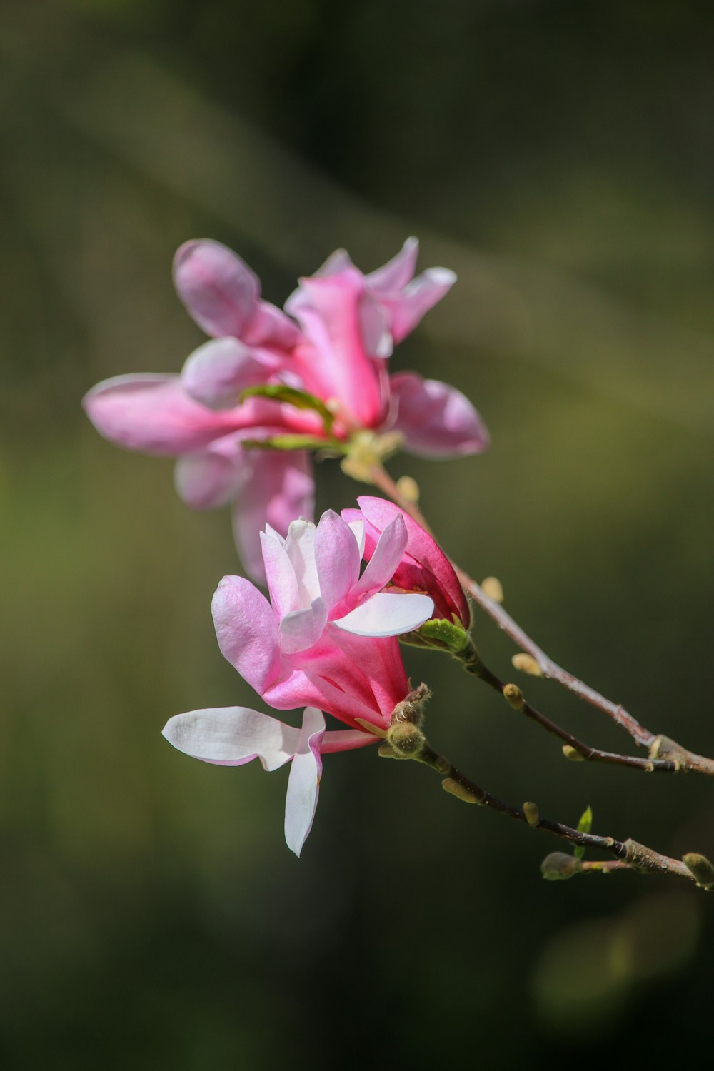 a branch with pink and white flowers on it