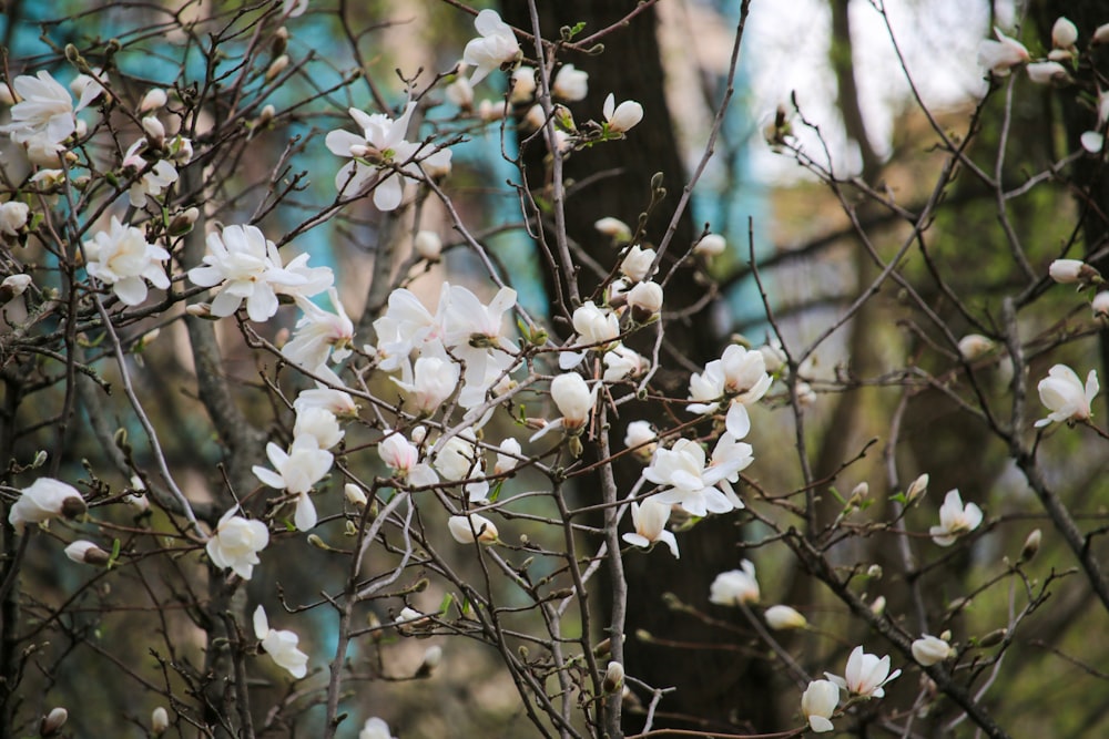 a tree with white flowers in a park