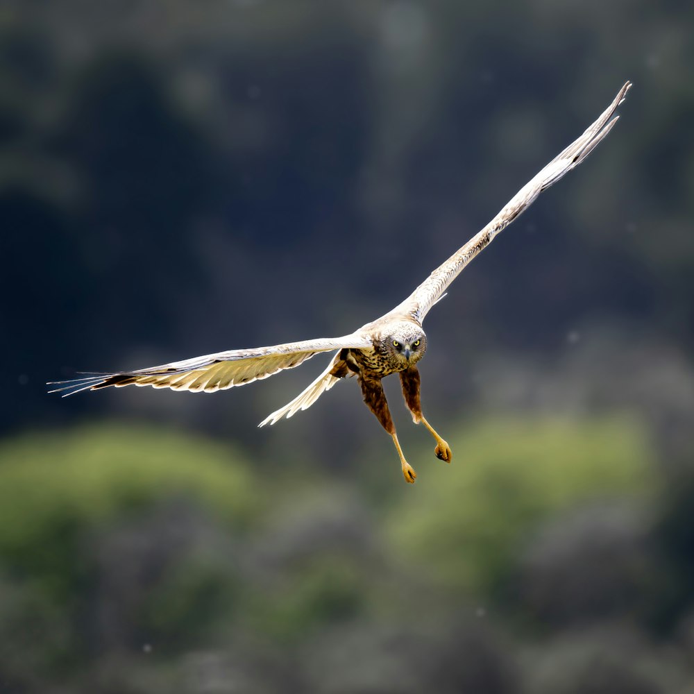 a bird flying through the air with it's wings spread