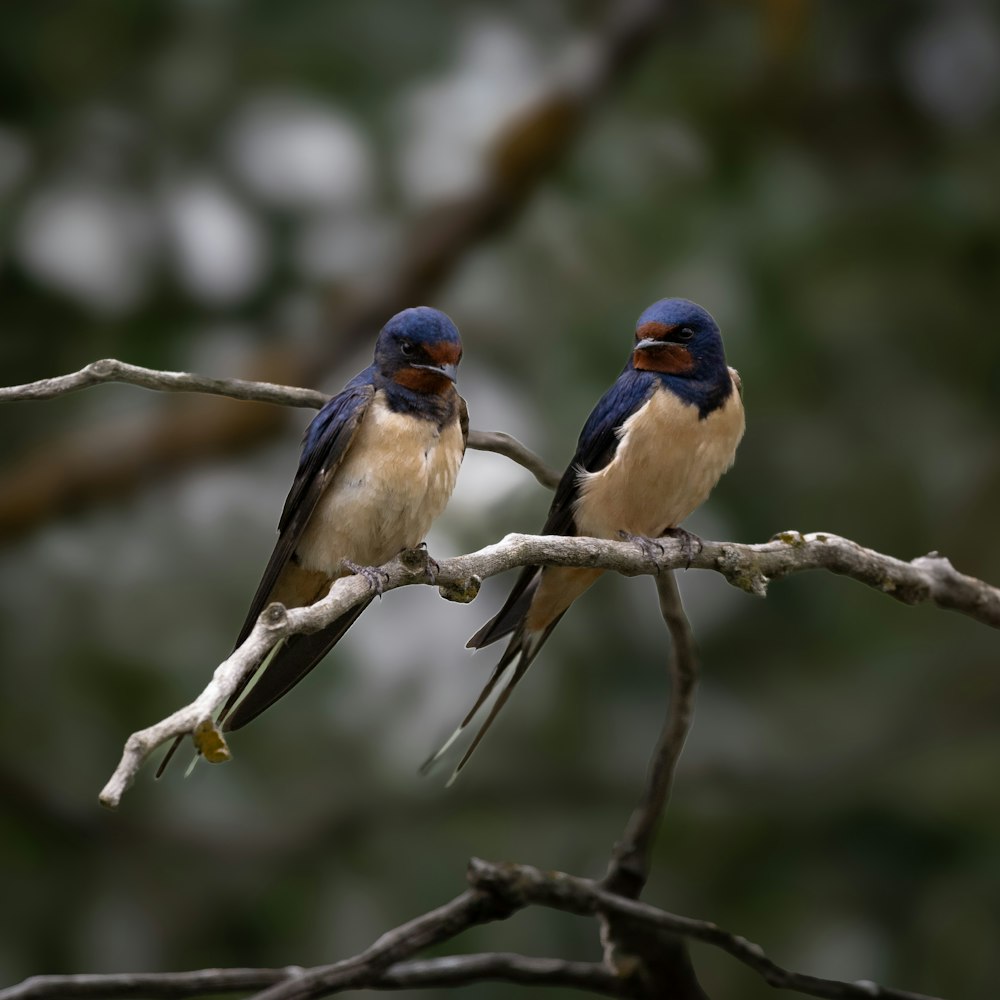 two small birds sitting on a tree branch