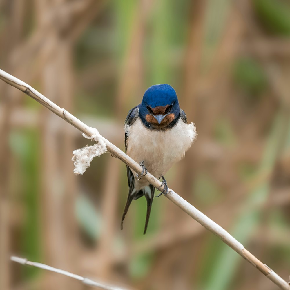 a small blue and white bird sitting on a branch