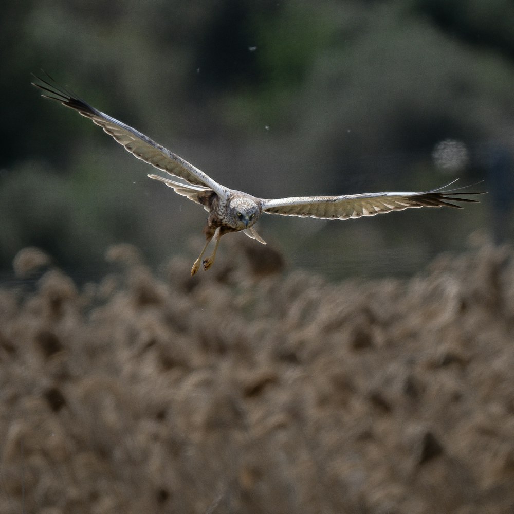 a bird flying over a field of brown grass