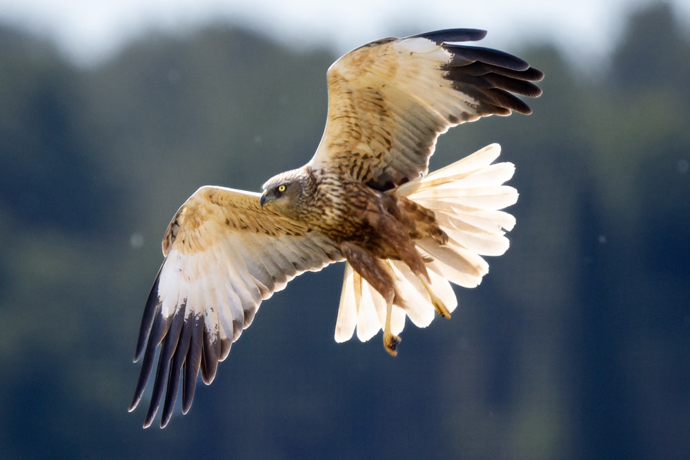 a large bird of prey flying through the air