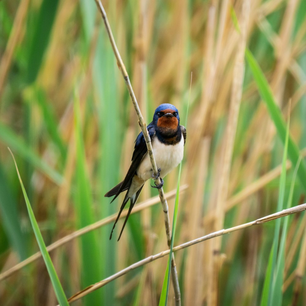 a small bird sitting on top of a dry grass field