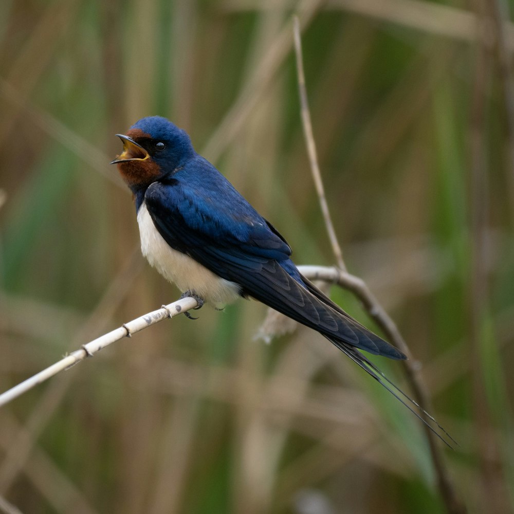 a small blue bird sitting on top of a branch