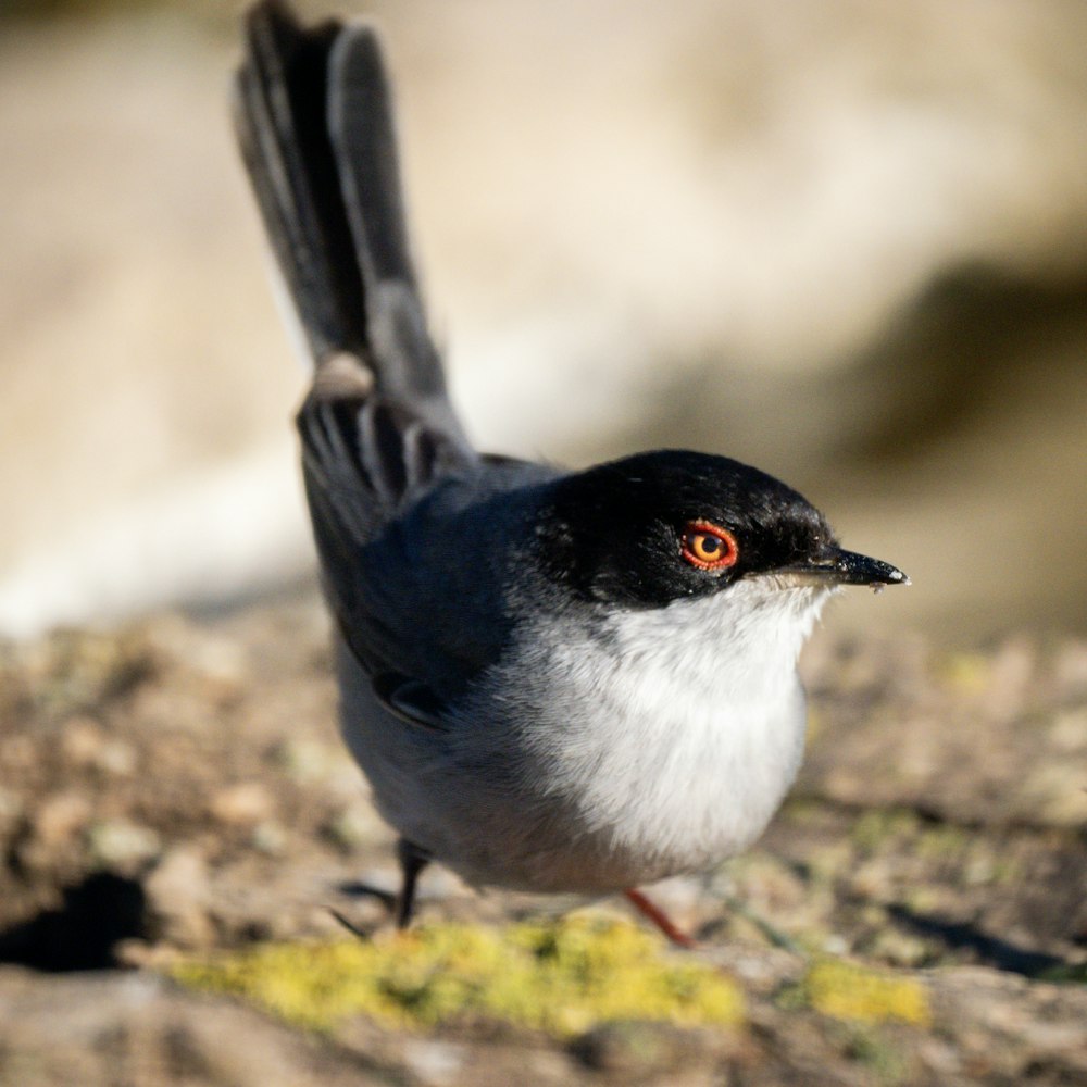 a small black and white bird standing on the ground