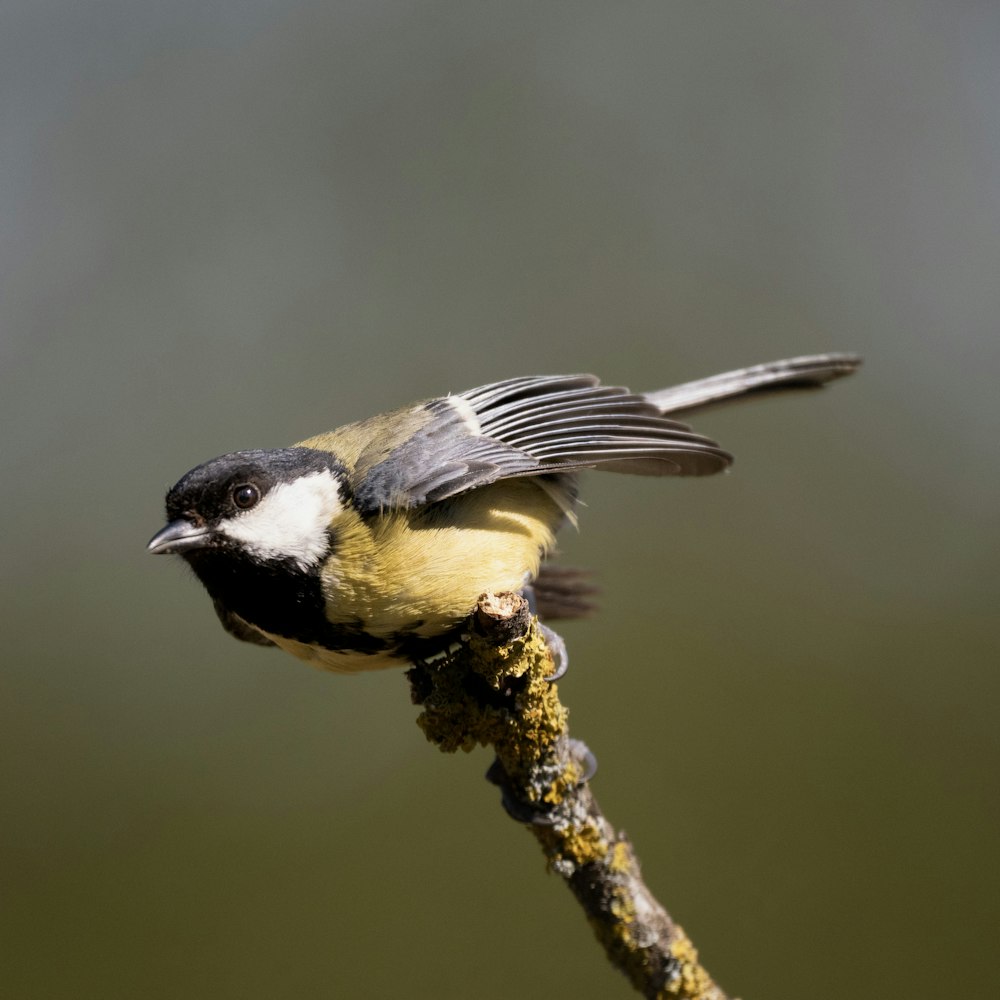 a small bird perched on a twig