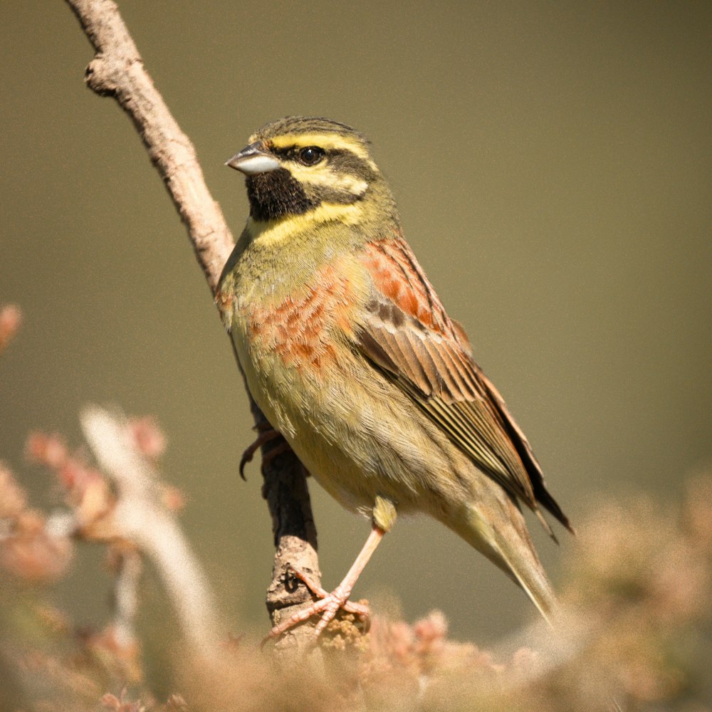 a small bird perched on top of a tree branch