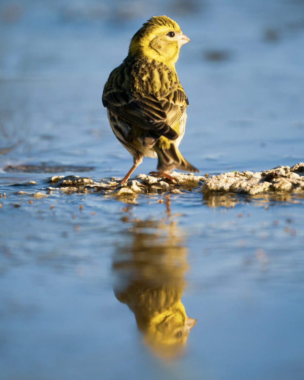 a small bird standing on a rock in the water
