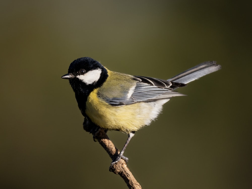 a small bird perched on top of a tree branch