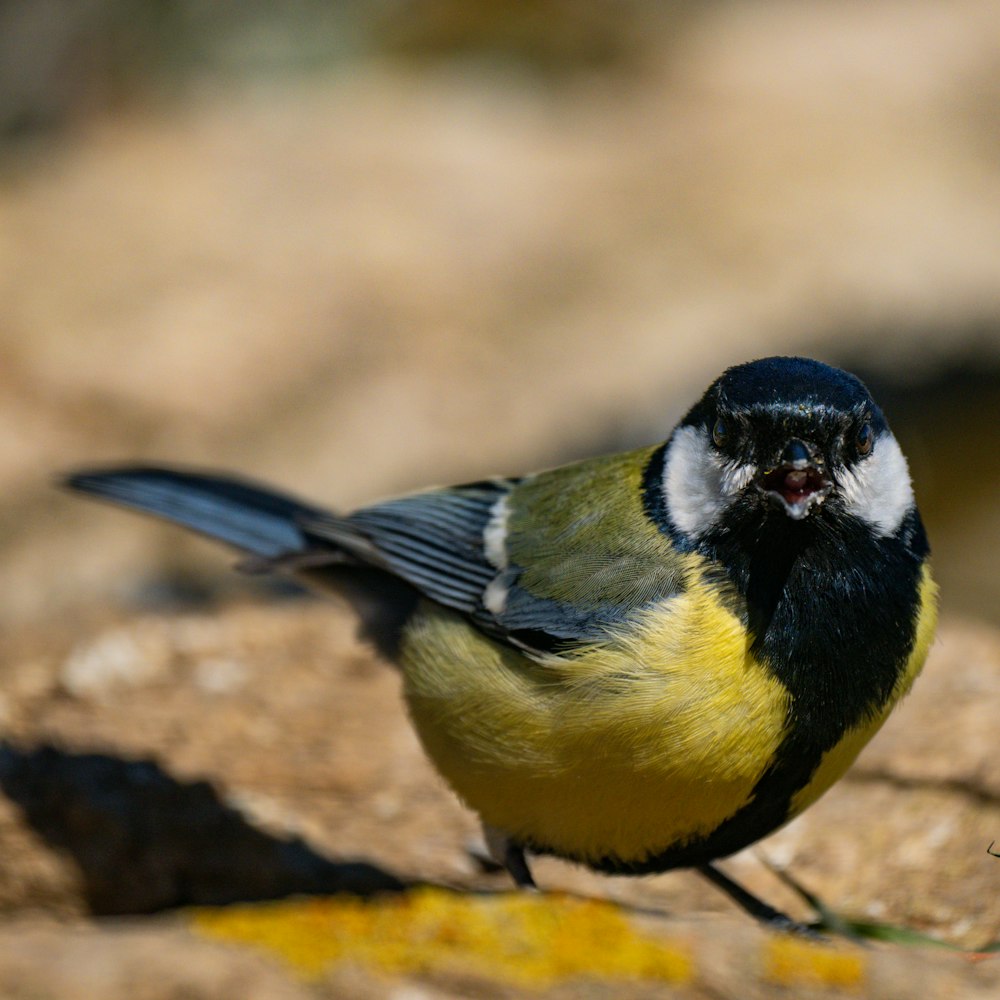 a yellow and black bird standing on a rock