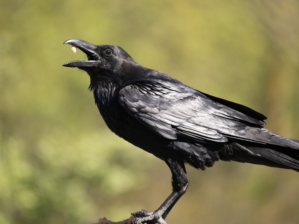 a black bird with its mouth open on a branch