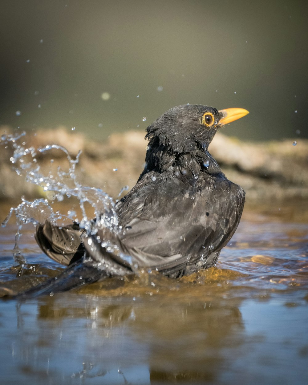 a black bird with a yellow beak sitting in a body of water