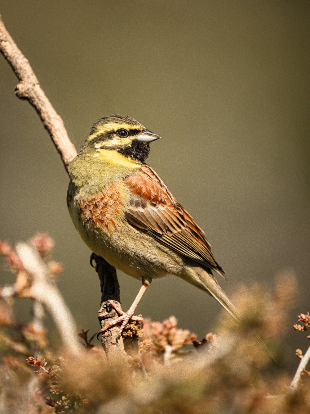 a small bird perched on top of a tree branch