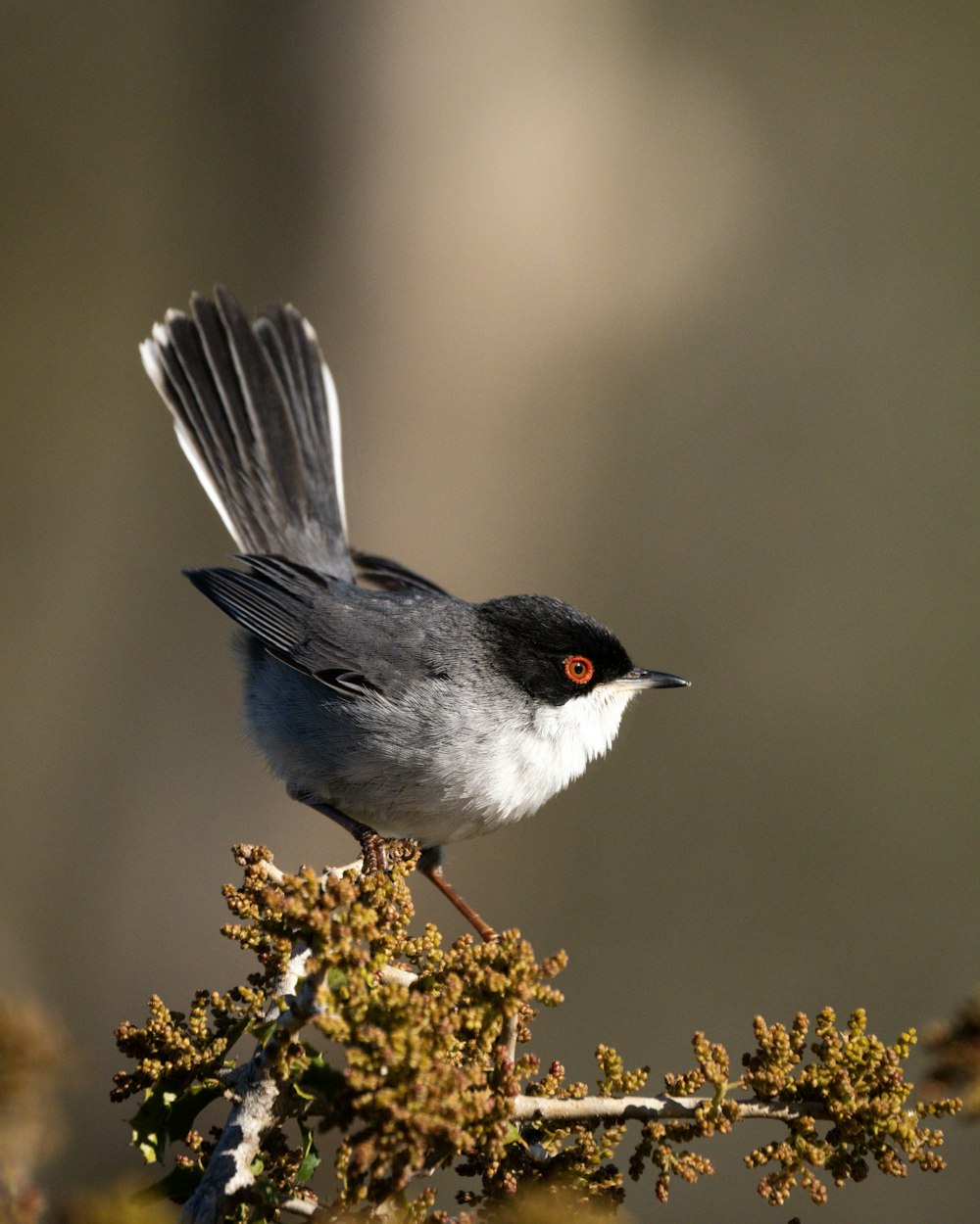 a small bird perched on top of a tree branch