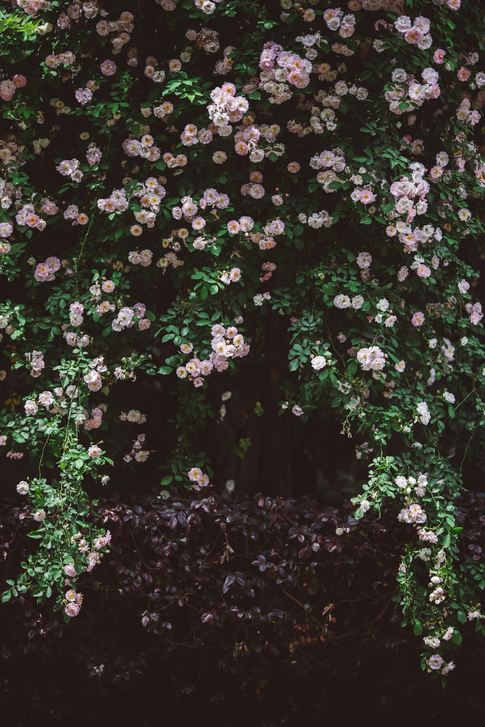 a bunch of flowers that are growing on a tree