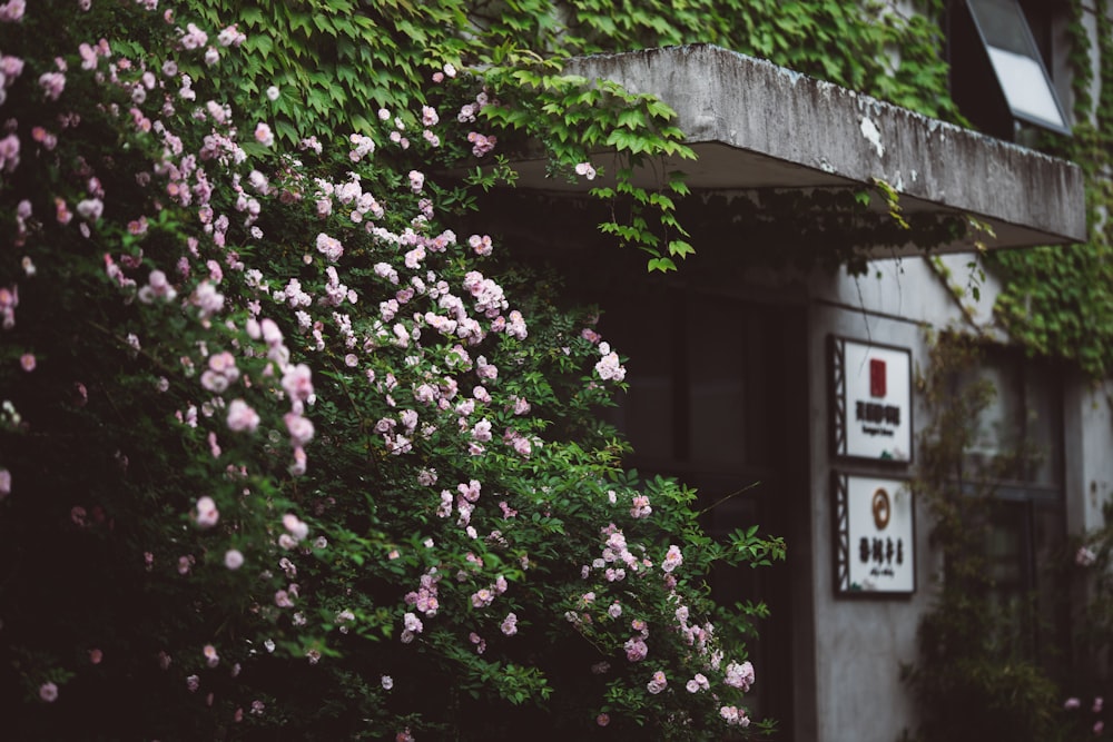 a building with a bunch of pink flowers growing on it