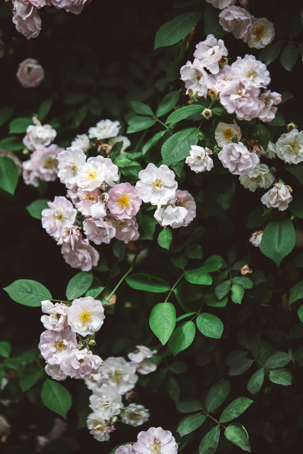 a bunch of pink flowers with green leaves