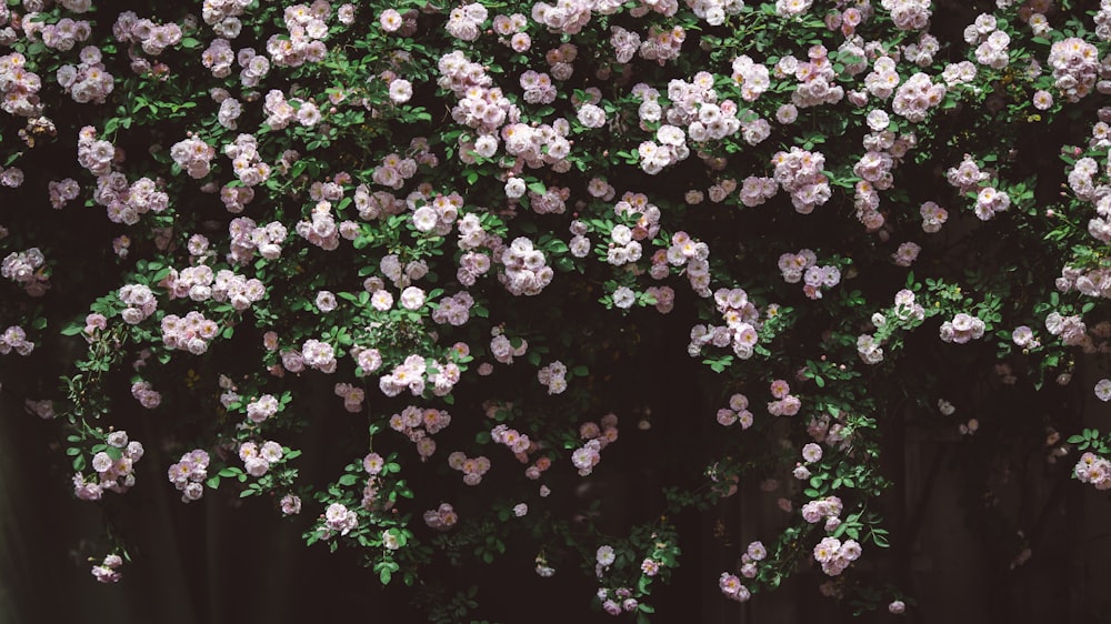 a bush of pink flowers with green leaves