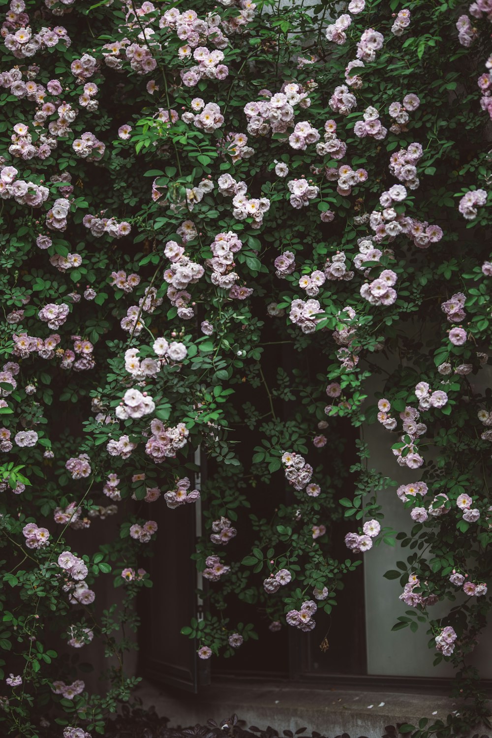 a bunch of flowers that are growing on a wall