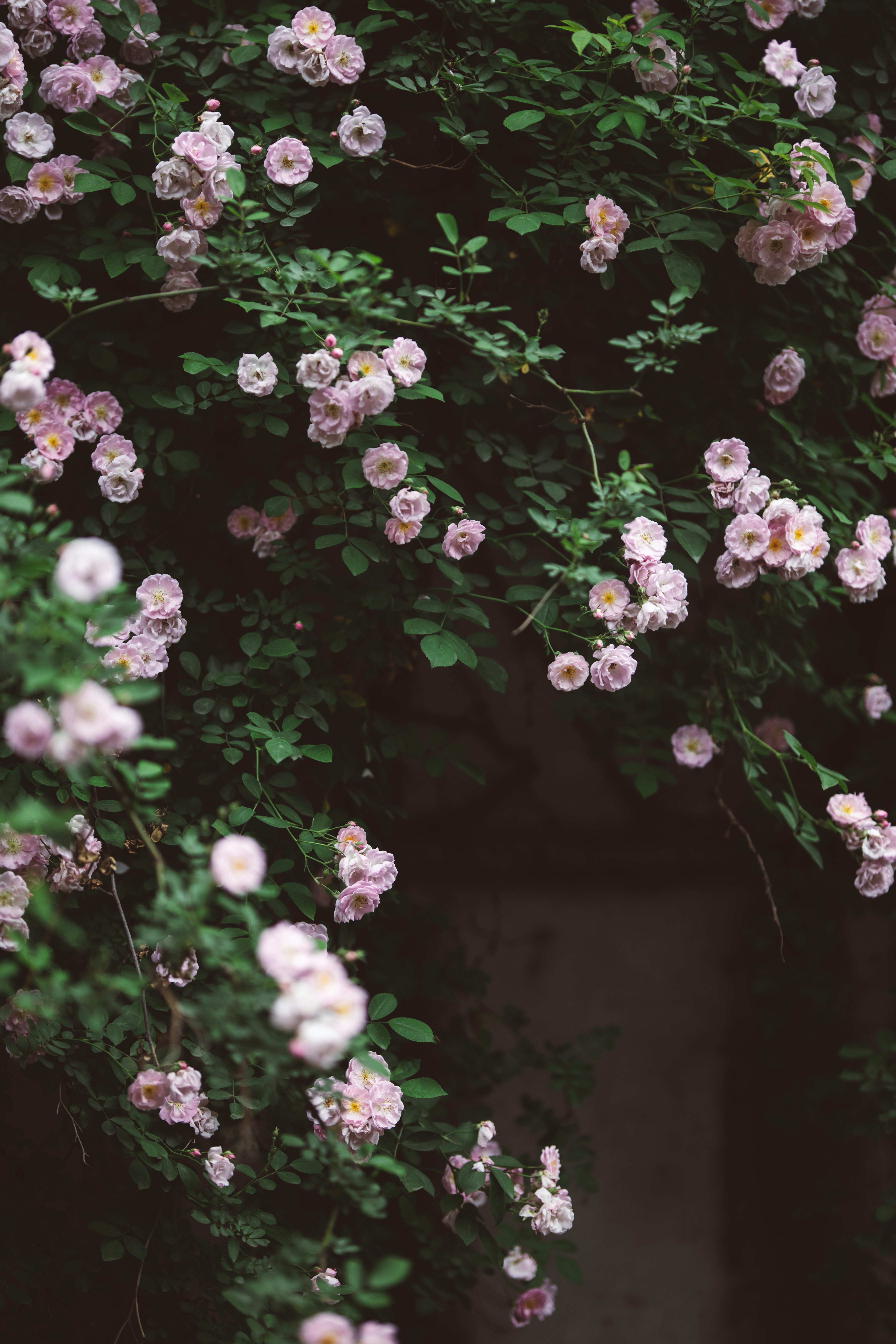 Photo by samyzfs