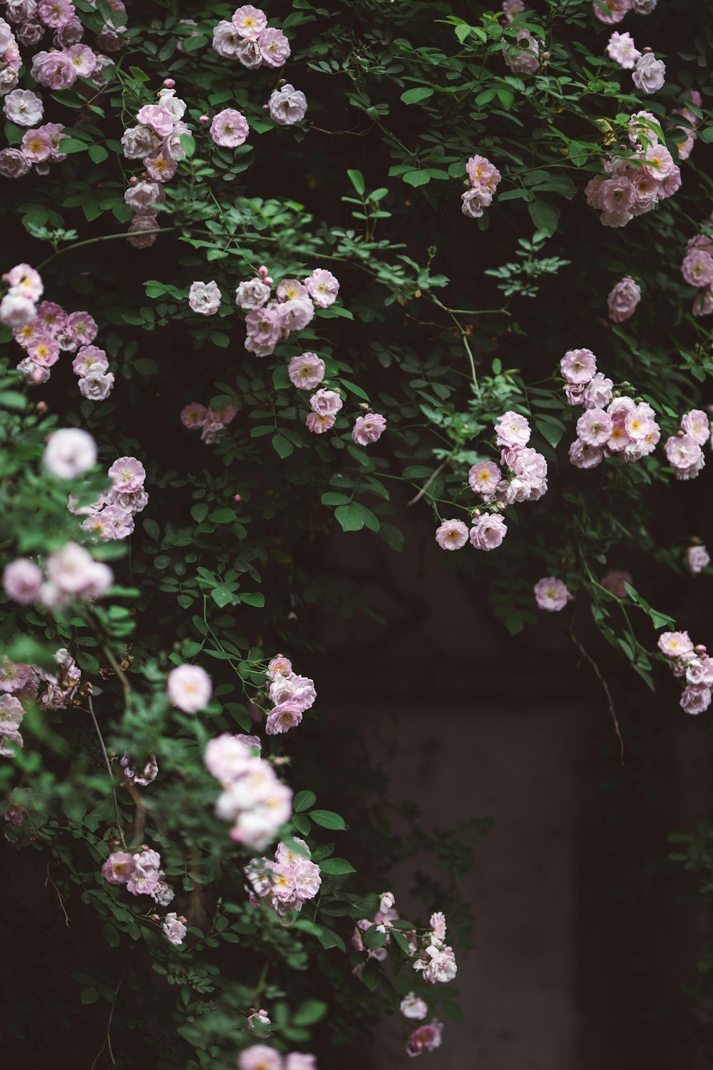 a bunch of flowers that are growing on a wall