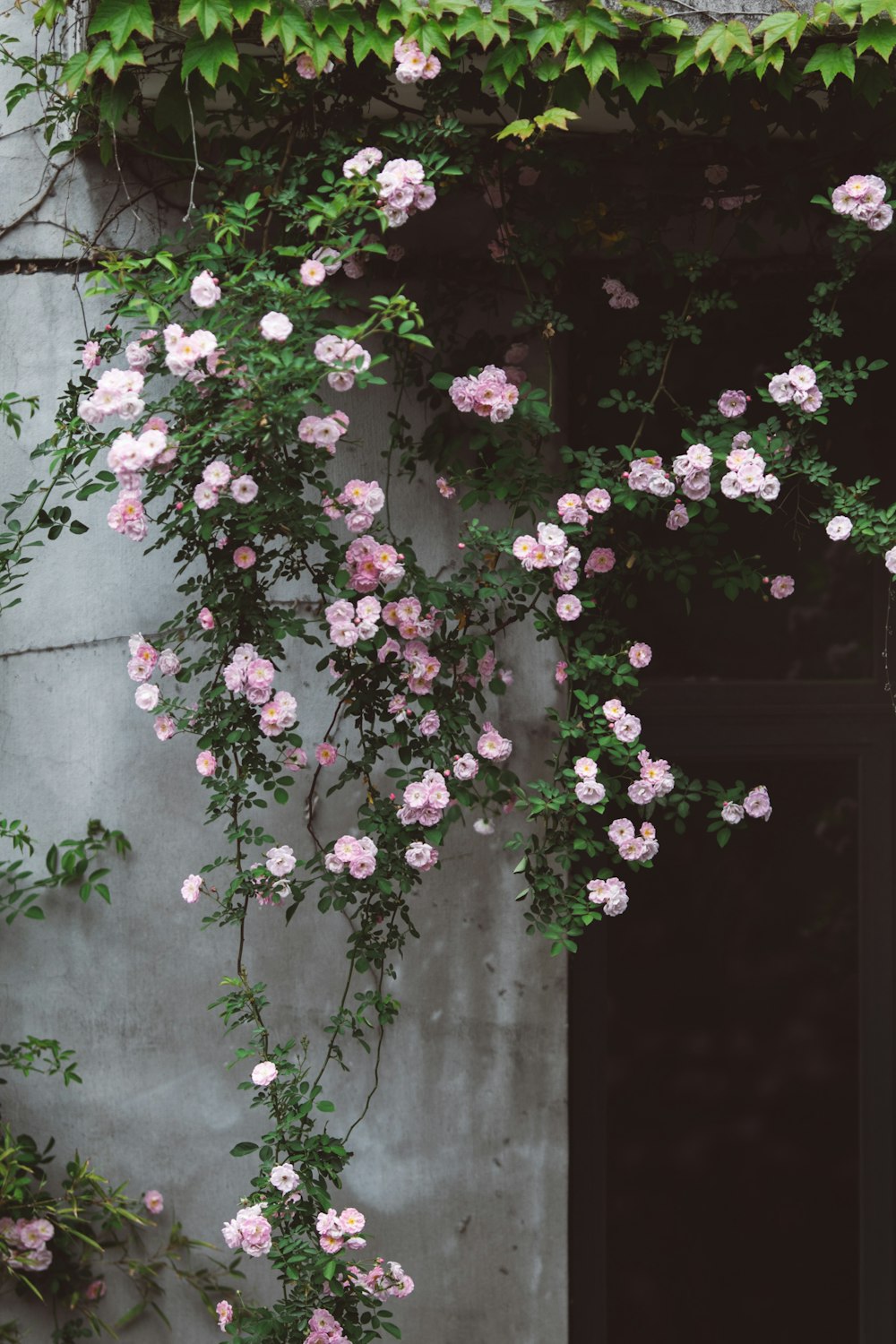 a bunch of pink flowers growing on the side of a building